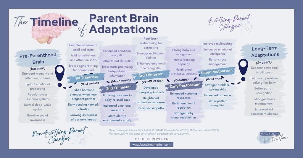 The timeline of parent brain adaptations, an evidence-based graphic from a Parent Focus Coach