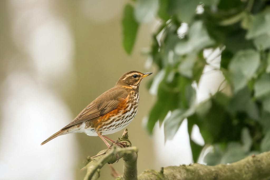 3 things you can hear, like the birds chirping